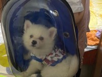 2.5 aylık yavru pomeranian boo