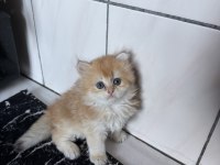 Üst düzey Safkan British golden bebekler