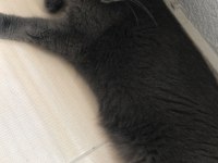 2 tane yavru ve anne kedileri birlikte saihplendirilecek