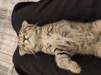 Tüm malzemeleri ile beraber scottish fold sahiplendirilecek