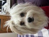 Maltipoo okulumdan dolayı sahiplendiriyorum şila