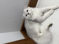 orjinal ırk aşıları tam erkek british longhair