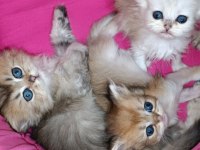 British longhair safkan yavrular