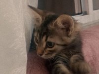 3 aylık tekir annemin rahatsızlığından dolayı veriyorum