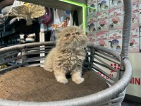 Exotic Longhair Yavrumuz 2 Aylık