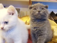 Yavrular telsim hazır kalite sağlıklı british shorthair