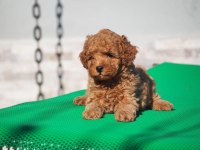 TOY POODLE YAVRULARIMIZ YENİ AİLELERİNİ ARIYORLAR