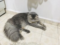 Damızlık scottish fold kısırlaştırılmamıştır
