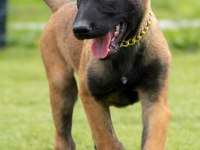 Malinois yavrularda son nokta
