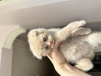 Scottish fold bebek