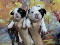 Dişi shih tzu bebeklerim