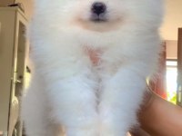İki Aylık Pomeranian Boo Yavrularım