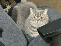 2 yaşında oyuncu british shorthair