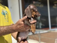 Çok özel safkan mini dachshund yavrumuz