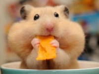 Aynı Gün Adrese Teslim Hamster Yavru ve Setleri