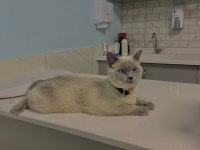 British shorthair dişi
