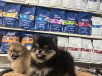 Orjinal ırk ve sağlık garantili pomeranian boo yavrularımız