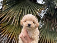 SAF KAN KORE MALTİPOO YAVRUMUZ YENİ YUVASINA HAZIR