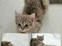 British shorthair 2.5 aylık