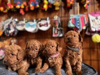 MUHTEŞEM TOY POODLE BEBEKLER