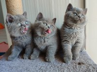 Peluş Tüylü British Shorthair Yavrularımız