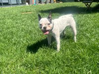 1 yaşında dişi french bulldog