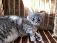 British shorthair Miya kendine yuva arıyor