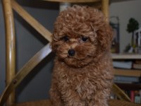 Ev Ortamında Büyüyen Toy Poodle Yavrular