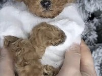Toy Poodle Yavrumuz