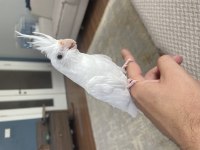 3 aylık evcil albino sultan papağanı