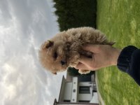 Micro Orjinal Kore Toy Poodle