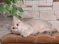 British shorthair lilac gold dişi yavru