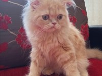 Baldan Tatlı British Longhair Kedimiz Krema
