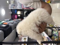 2 aylık pomeranian boo