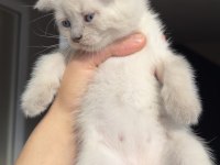 Dünyalar tatlısı çok sevecen scottish fold cinsi kedimiz
