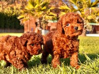 Birinci Sınıf Toy Poodle Bebeklerimiz
