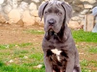Cane corso blue yavrumuz erkek