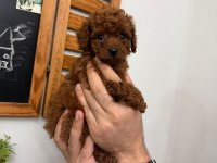 Teacup poodle yavru