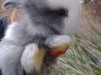 yavru Hollanda lop Tavşanları