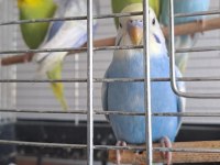 5 Adet 2 Aylık Muhabbet Kuşu Yavru