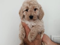 Toy poodle yavruları