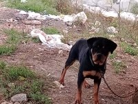 14 Aylık dişi Rottweilerimiz