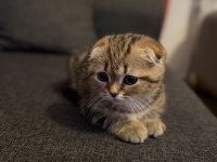 Minik scottish fold kaplanım