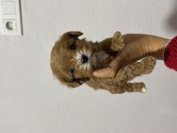 Teacup Kore Maltipoo