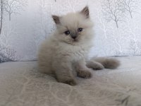Son bebek kedilerim