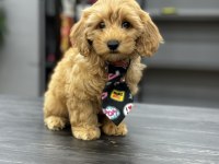 Kıvır kıvır koyu maltipoo yavrular