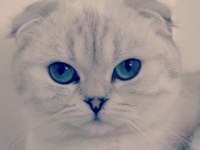Çok sakin ve seveceb 1 Kez doğum yaptı