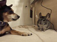 Erkek Chinchilla 1.5 Yaşında