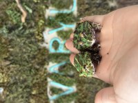 GREEN PACMAN FROG