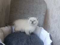 Blue point ve lilac british shorthair yavrularımız